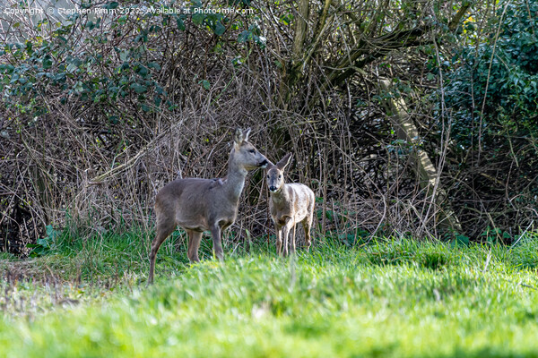 Two Wild Roe Deer in a field Picture Board by Stephen Pimm