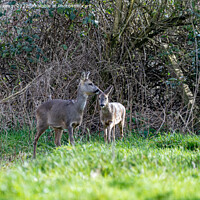 Buy canvas prints of Two Wild Roe Deer in a field by Stephen Pimm