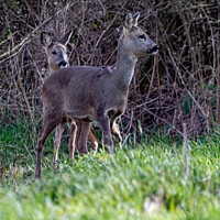 Buy canvas prints of Two Wild Roe Deer in a Field by Stephen Pimm