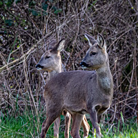 Buy canvas prints of Two Wild Roe Deer in a Field by Stephen Pimm