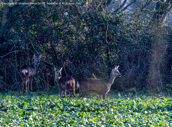 Three Wild Deer in a Field Picture Board by Stephen Pimm