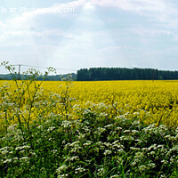 Buy canvas prints of Panoramic Rapeseed Field View by Stephen Pimm