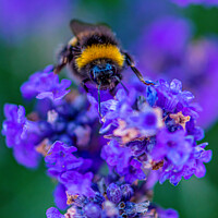 Buy canvas prints of Bee on Lavender by Stephen Pimm