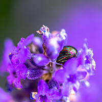 Buy canvas prints of Lavender Beetle on Lavender by Stephen Pimm