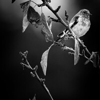 Buy canvas prints of A bird sitting on a tree branch by Stephen Pimm