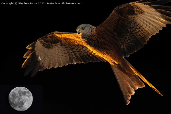 Red Kite above the Moon Picture Board by Stephen Pimm