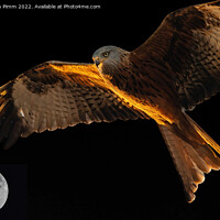 Buy canvas prints of Red Kite above the Moon by Stephen Pimm