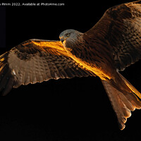 Buy canvas prints of Red Kite Moon Above by Stephen Pimm