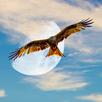 Buy canvas prints of Red Kite Evening Moon Shoot by Stephen Pimm