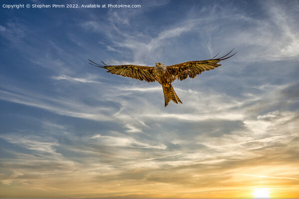 Red Kite in Flight at Sunset Picture Board by Stephen Pimm