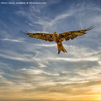 Buy canvas prints of Red Kite in Flight at Sunset by Stephen Pimm