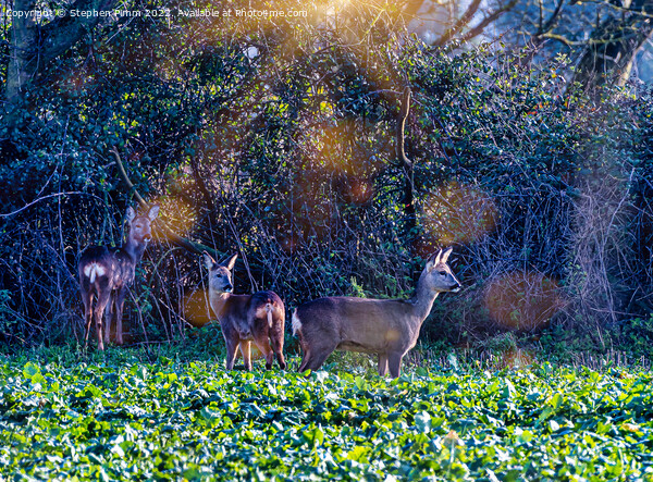 Roe Deer in a field Picture Board by Stephen Pimm