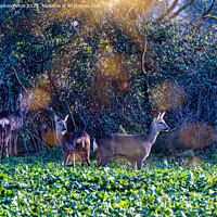 Buy canvas prints of Roe Deer in a field by Stephen Pimm