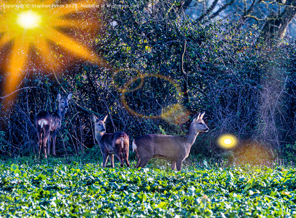 3 Roe Deer in a field Picture Board by Stephen Pimm