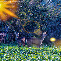 Buy canvas prints of 3 Roe Deer in a field by Stephen Pimm