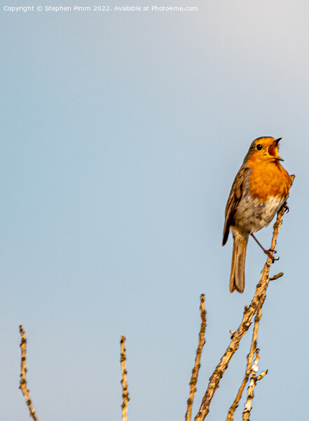 A Robin on a branch Singing  Picture Board by Stephen Pimm