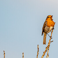 Buy canvas prints of A Robin on a branch Singing  by Stephen Pimm