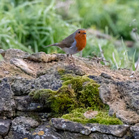 Buy canvas prints of A Robin on a wall by Stephen Pimm