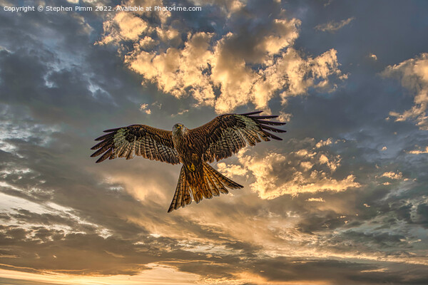 Red Kite in flight with dramatic sky Picture Board by Stephen Pimm