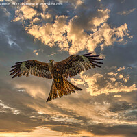 Buy canvas prints of Red Kite in flight with dramatic sky by Stephen Pimm
