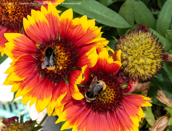 Bees on Flowers Picture Board by Stephen Pimm