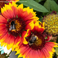 Buy canvas prints of Bees on Flowers by Stephen Pimm