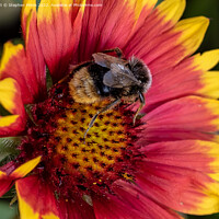 Buy canvas prints of Bee on Flower by Stephen Pimm