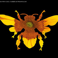 Buy canvas prints of Sunflower Bee Silhouette by Stephen Pimm