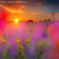 Buy canvas prints of Flower Meadow Sunrise by Stephen Pimm