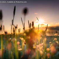 Buy canvas prints of Wild Flower Meadow by Stephen Pimm