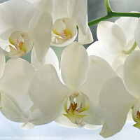 Buy canvas prints of White Orchid by Alan Crumlish