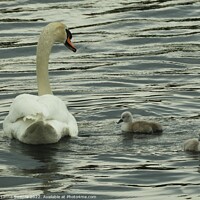 Buy canvas prints of Swan with Cygnets by Susanne Swayze