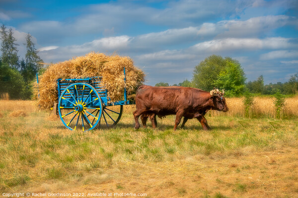 Old fashioned haymaking with Landais cattle Picture Board by Rachel Goodinson