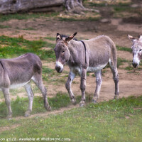 Buy canvas prints of Donkeys trotting through the dust by Rachel Goodinson