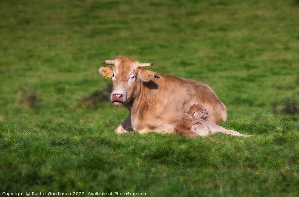 A Limousin Blanc cow and newborn calf relaxing in the sun Picture Board by Rachel Goodinson