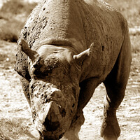 Buy canvas prints of Rhino  by Ray Putley