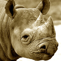 Buy canvas prints of Black Rhinoceros by Ray Putley