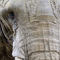 Buy canvas prints of Elephant Portrait by Ray Putley