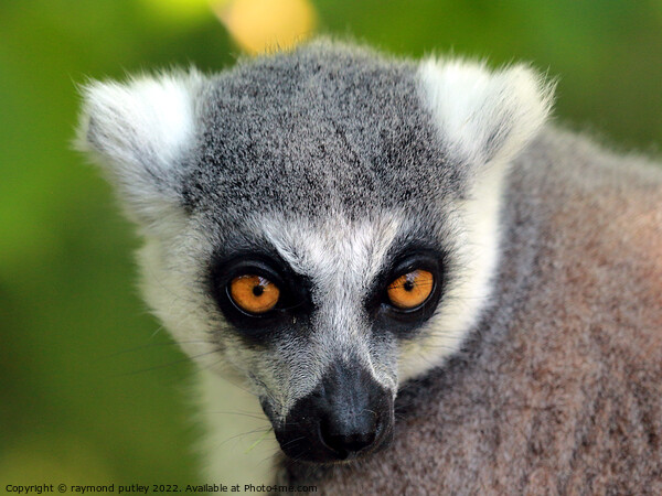 Ring Tailed Lemur Portrait Picture Board by Ray Putley