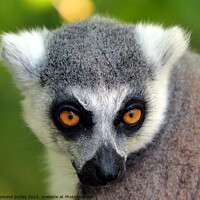 Buy canvas prints of Ring Tailed Lemur Portrait by Ray Putley
