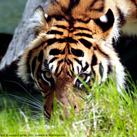 Buy canvas prints of Sumatran Tiger by Ray Putley