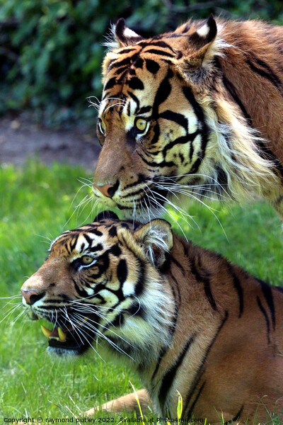 Sumatran Tigers Picture Board by Ray Putley