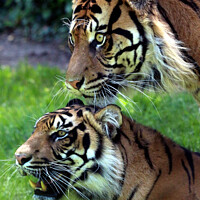 Buy canvas prints of Sumatran Tigers by Ray Putley