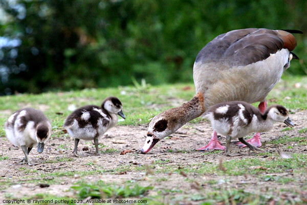 Egyptian Goose and Goslings. Picture Board by Ray Putley