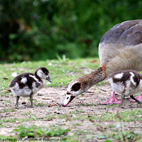 Buy canvas prints of Egyptian Goose and Goslings. by Ray Putley