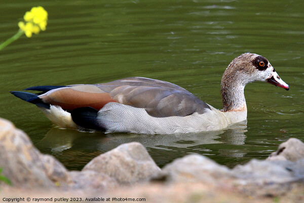 Egyptian Goose Picture Board by Ray Putley