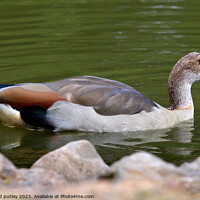 Buy canvas prints of Egyptian Goose by Ray Putley