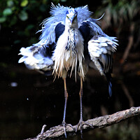 Buy canvas prints of Heron by Ray Putley