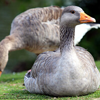 Buy canvas prints of Greylag Geese by Ray Putley