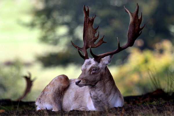 Fallow Deer Stag Picture Board by Ray Putley